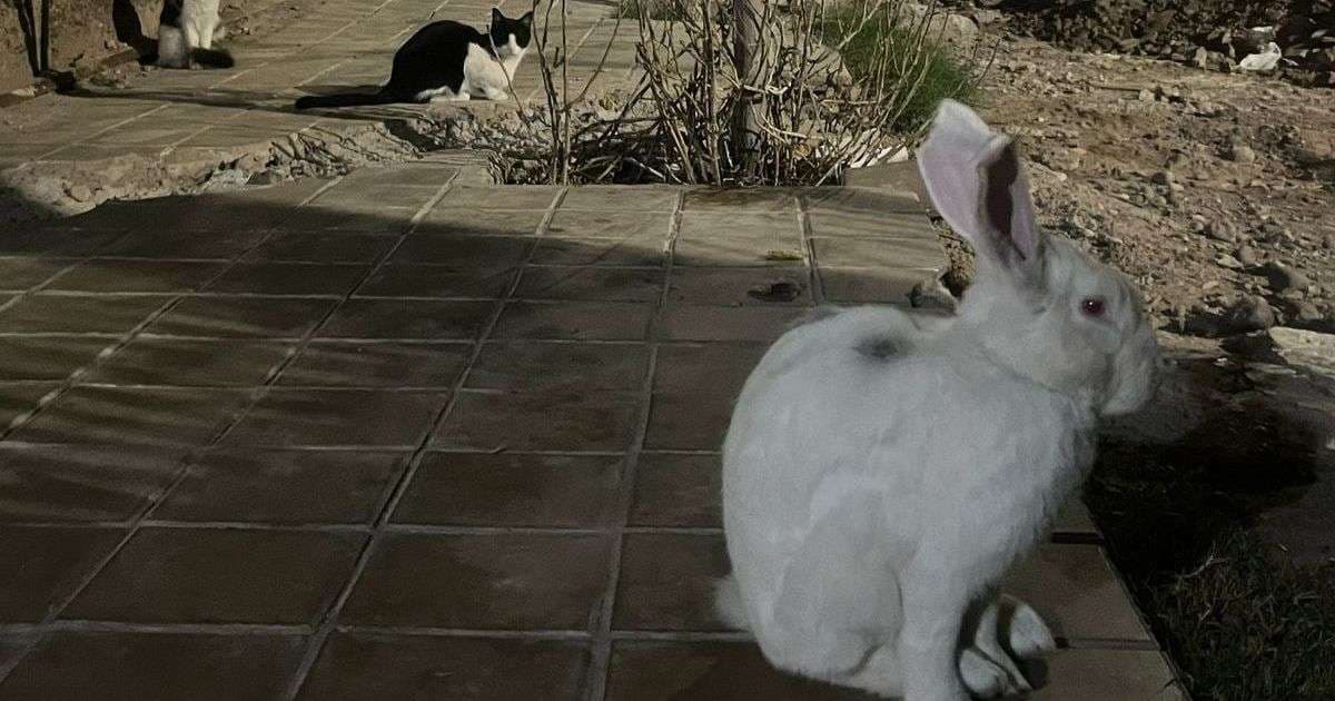 La historia del conejo que quiso ser gato: aparece solo de noche y los vecinos lo alimentan