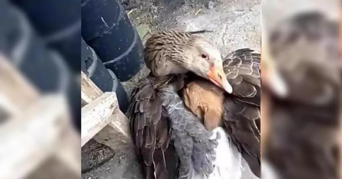 Abrazándolo con sus alas, pato protege a un perro del frío