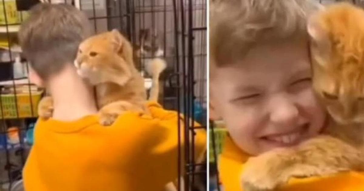 El emotivo momento de un gato al conocer a un niño en el refugio