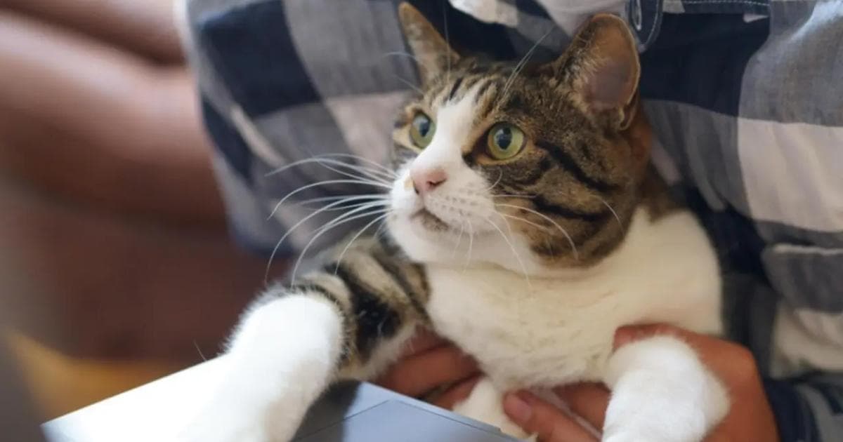 Anciano ofrece toda su herencia a quien cuide con amor a su gata
